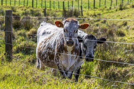 Photo of property in 105 Mairetahi Road, South Head, Helensville, 0874