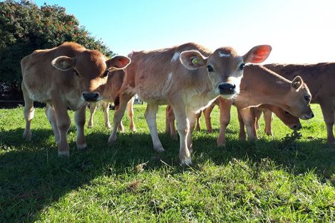 Photo of property in 68 Otaraoa Road, Motunui, Waitara, 4383