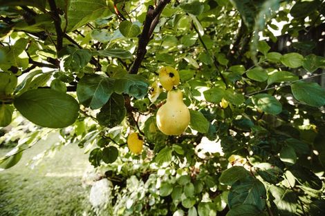 Photo of property in 17 Pekanga Drive, Fox Glacier, 7886