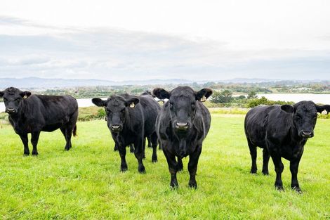 Photo of property in 47a Walters Road, Karaka, Papakura, 2580