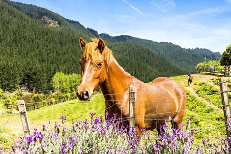 Photo of property in 1098 Woodcocks Road, Kaipara Flats, Warkworth, 0981