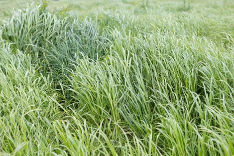 Photo of property in 139 Poyner Road, Ararua, Matakohe, 0594