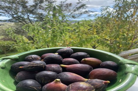 Photo of property in 291 Kaiwaka-mangawhai Road, Kaiwaka, Wellsford, 0975