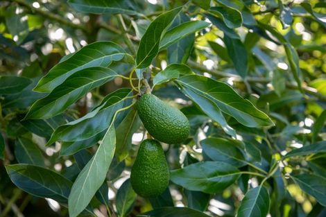 Photo of property in 93 Te Puna Quarry Road, Minden, Tauranga, 3179