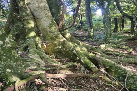 Photo of property in 326 Sainsbury Road, Pirongia, 3876