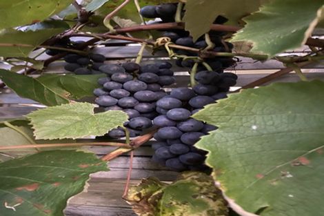 Photo of property in 291 Kaiwaka-mangawhai Road, Kaiwaka, Wellsford, 0975