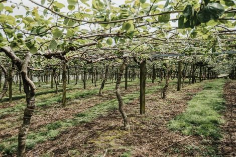 Photo of property in 568 Te Puke Highway, Te Puke, 3187