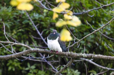 Photo of property in 370 Rimmer Road, Helensville, 0875