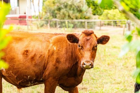 Photo of property in 174 Whatitiri Road, Maungatapere, Whangarei, 0179