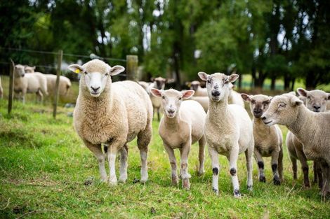 Photo of property in 136 Knight Road, Ruatangata West, Whangarei, 0176