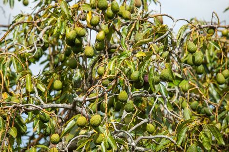 Photo of property in 231 Walford Road, Aongatete, Katikati, 3181