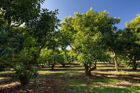 Photo of property in 196 Whakamarama Road, Whakamarama, Tauranga, 3179