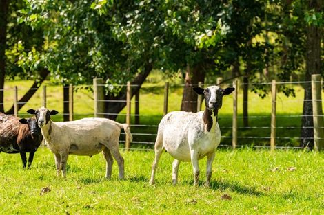 Photo of property in 438b Oruawharo Road, Oruawharo, Wellsford, 0975