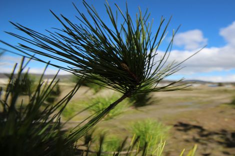 Photo of property in 48 Larch Crescent, Alexandra, 9320