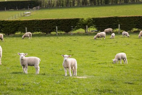 Photo of property in 309 Gladstone Road North, Mosgiel, 9092