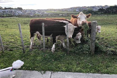 Photo of property in 81 Totara Views Drive, Silverdale, 0932