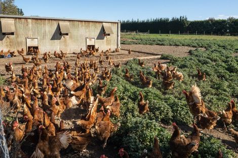 Photo of property in 596 Frasers Road, Maronan, Ashburton, 7778