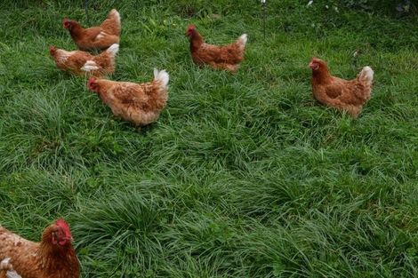 Photo of property in 130 Hanning Road, Pirongia, Te Awamutu, 3876