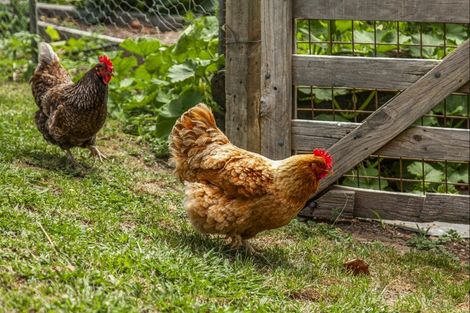 Photo of property in 968a Tauwhare Road, Tauwhare, Hamilton, 3287