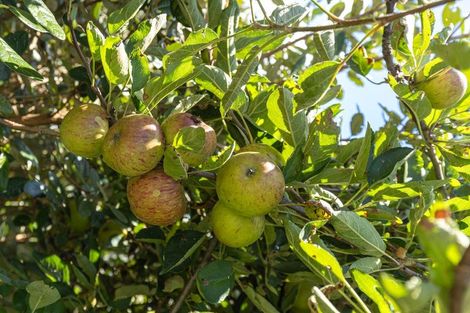 Photo of property in 11 Rata Avenue, Huntly, 3700