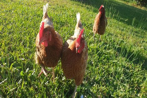 Photo of property in 14 Church Street, Kawakawa, 0210