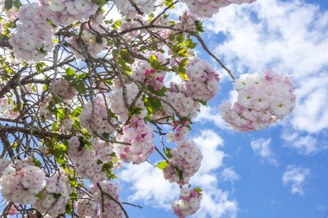 Photo of property in 39 Mary Crescent, Elderslea, Upper Hutt, 5018