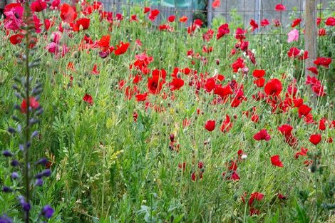 Photo of property in 31 Studholme Street, Temuka, 7920