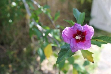 Photo of property in 43 Gorge Road, Maungaturoto, 0520