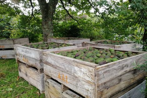 Photo of property in 10b Aongatete Road, Aongatete, Katikati, 3181