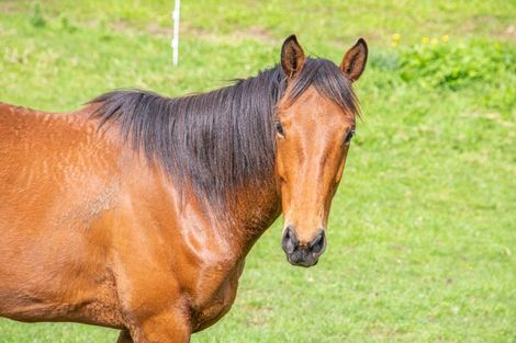 Photo of property in 211 Wilson Road, South Head, Helensville, 0874