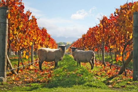 Photo of property in 42 Loop Line, Opaki, Masterton, 5881