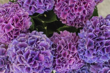 Photo of property in 261 Pahoia Road, Whakamarama, Tauranga, 3172