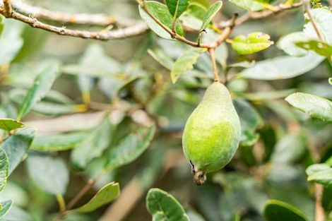 Photo of property in 174 Whatitiri Road, Maungatapere, Whangarei, 0179