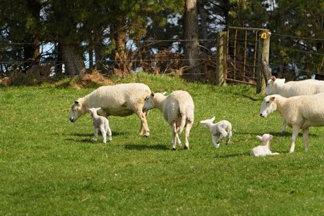 Photo of property in 771 Whakamarama Road, Whakamarama, Tauranga, 3179