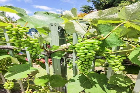 Photo of property in 94 Mccaughan Road, Kerikeri, 0294