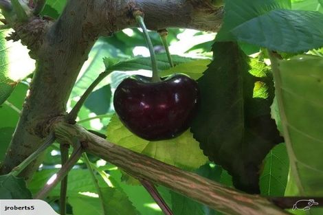 Photo of property in 66 Gladsmuir Road, Queensberry, Cromwell, 9383