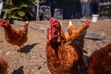 Photo of property in 2 Bowen Street, Levin, 5510