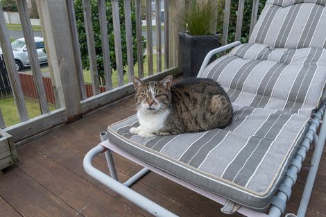 Photo of property in 22 Lynwood Place, Brookfield, Tauranga, 3110