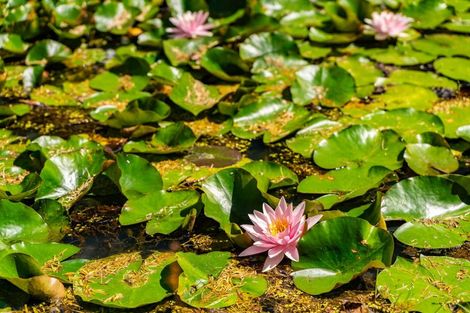 Photo of property in 64 De Boer Lane, Mangawhai, Kaiwaka, 0573