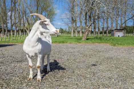 Photo of property in 292 Heatherlea Road East, Levin, 5571