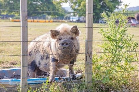 Photo of property in 142 Seddon Street, Patutahi, Gisborne, 4072