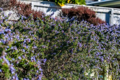 Photo of property in 41 John Burke Drive, Aotea, Porirua, 5024