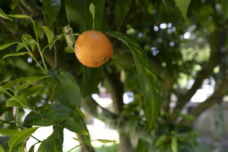 Photo of property in 13 Harlock Place, Huntly, 3700