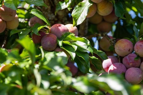 Photo of property in 3 Riverlea Drive, Katikati, 3129