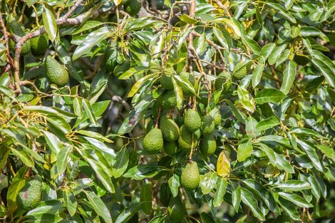 Photo of property in 231 Walford Road, Aongatete, Katikati, 3181