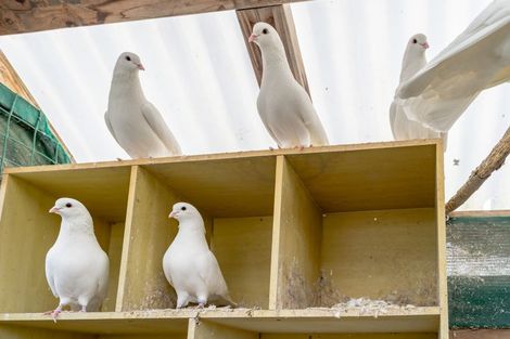 Photo of property in 7 Byron Street, Mornington, Dunedin, 9011