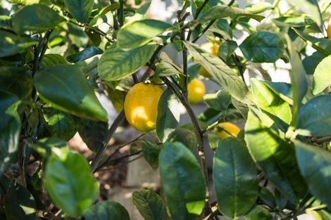 Photo of property in 416 Ruahine Street, Terrace End, Palmerston North, 4410