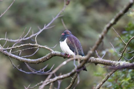 Photo of property in 370 Rimmer Road, Helensville, 0875