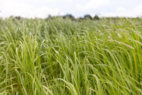 Photo of property in 139 Poyner Road, Ararua, Matakohe, 0594