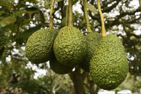 Photo of property in 464 Belk Road, Omanawa, 3171